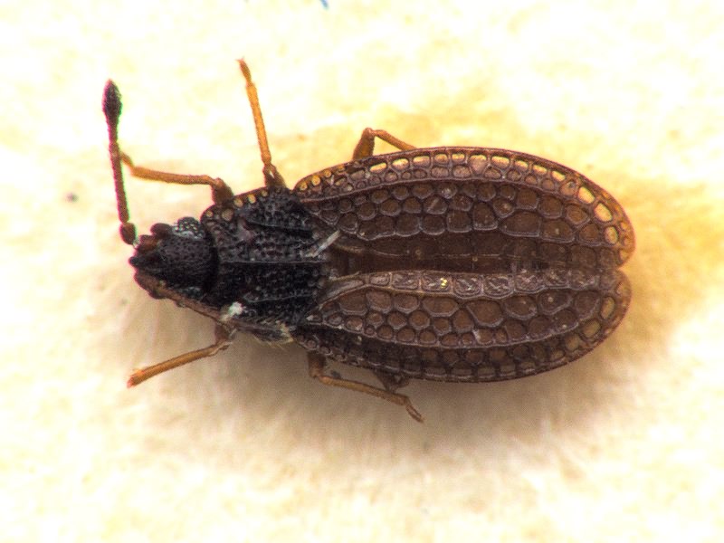 Campylosteira orientalis Horváth, 1881